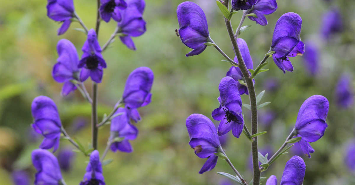 Gefahr für Hunde Vorsicht vor diesen Gartenpflanzen RPR1.